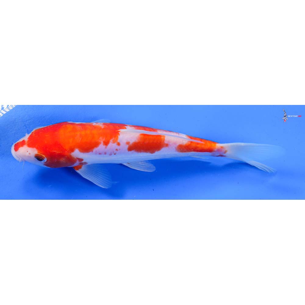 7” Imported Doitsu Kohaku