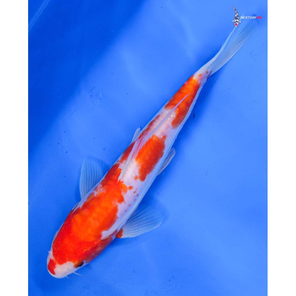 7” Imported Doitsu Kohaku