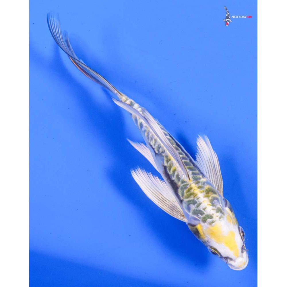 6” Imported Kin Kikokuryu Butterfly Koi