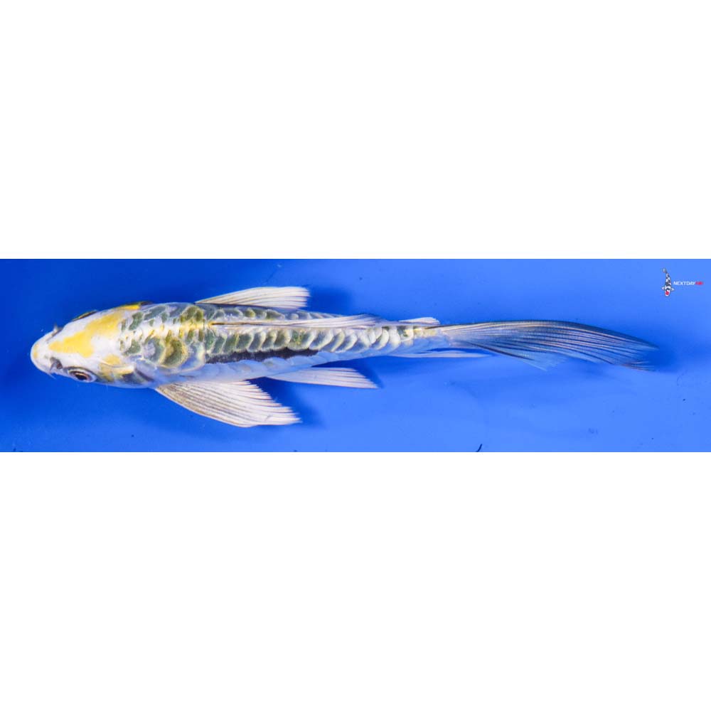 6” Imported Kin Kikokuryu Butterfly Koi
