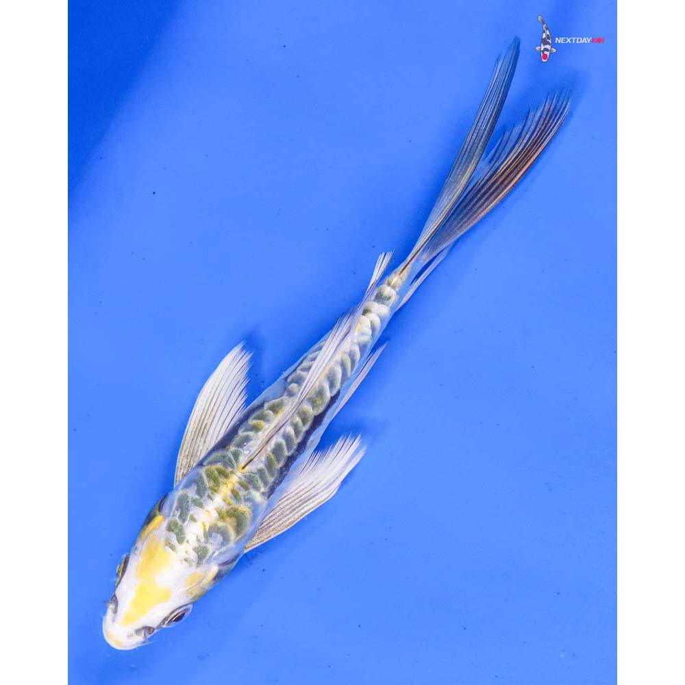 6” Imported Kin Kikokuryu Butterfly Koi