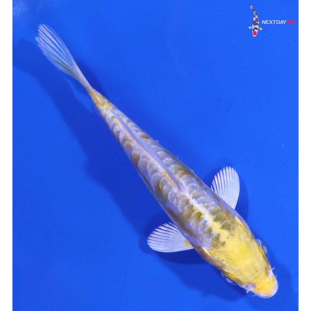 4” Imported Doitsu Lemon Hariwake
