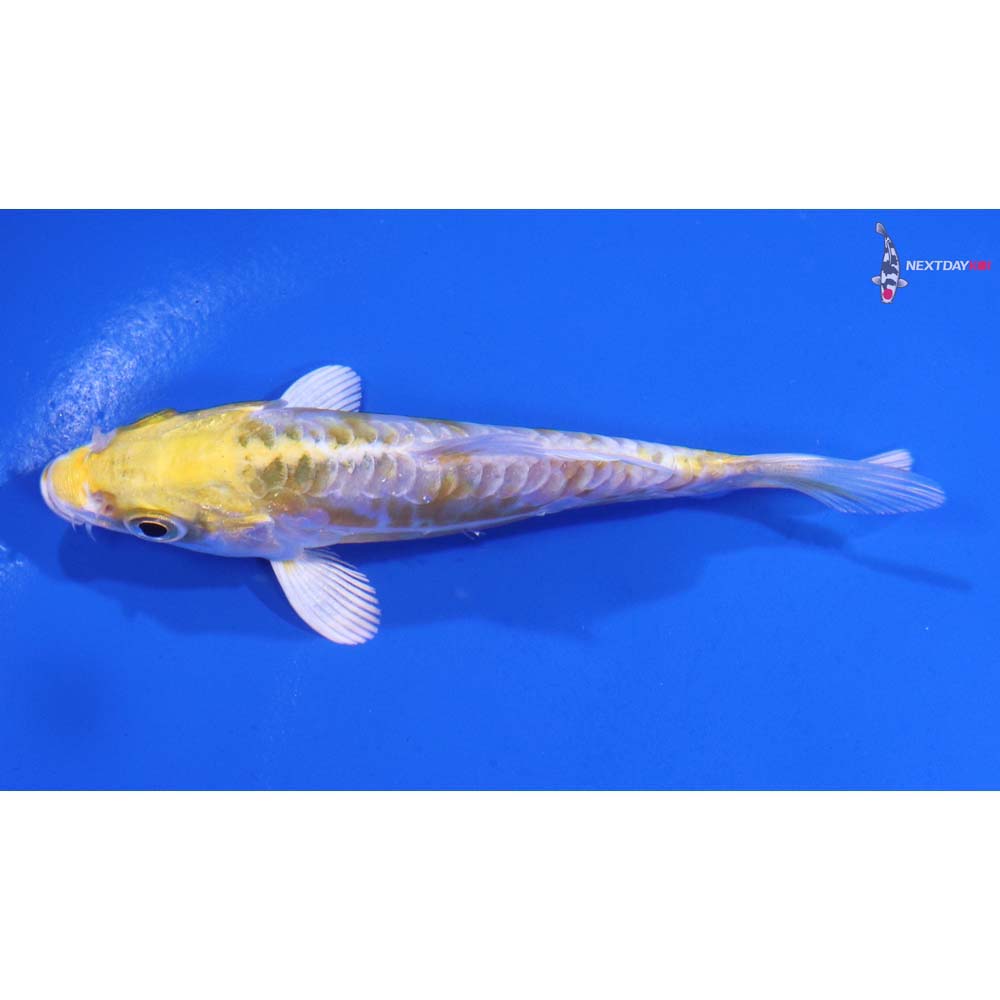 4” Imported Doitsu Lemon Hariwake
