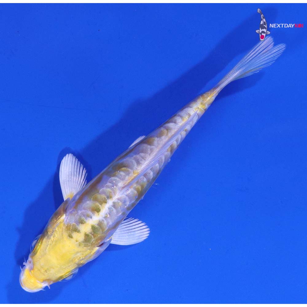 4” Imported Doitsu Lemon Hariwake
