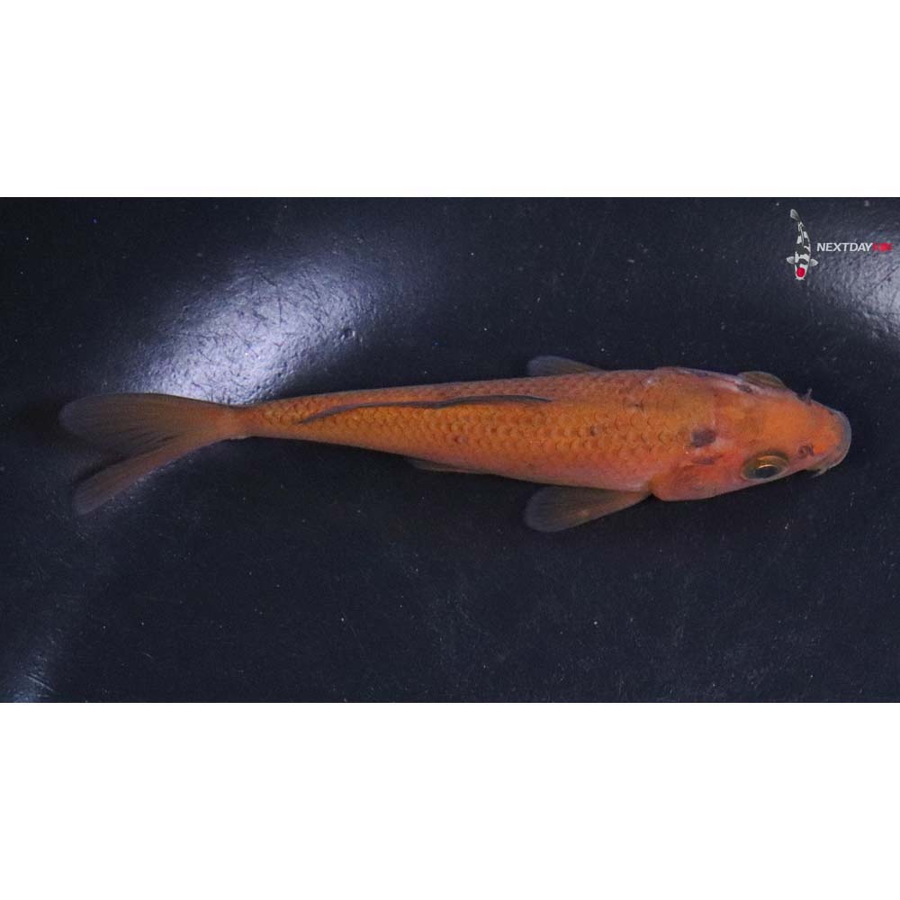 4” Imported Chagoi
