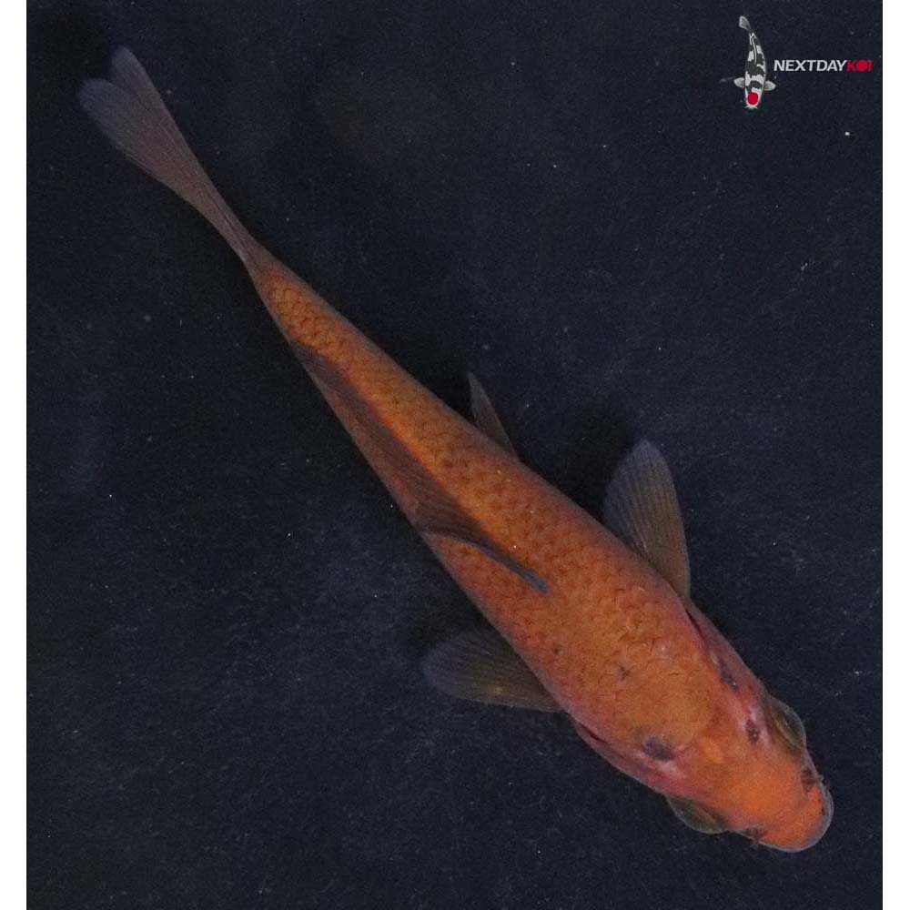 4” Imported Chagoi