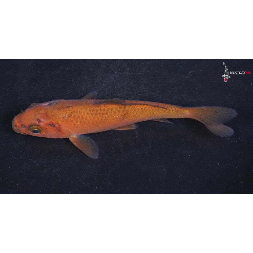 4” Imported Chagoi