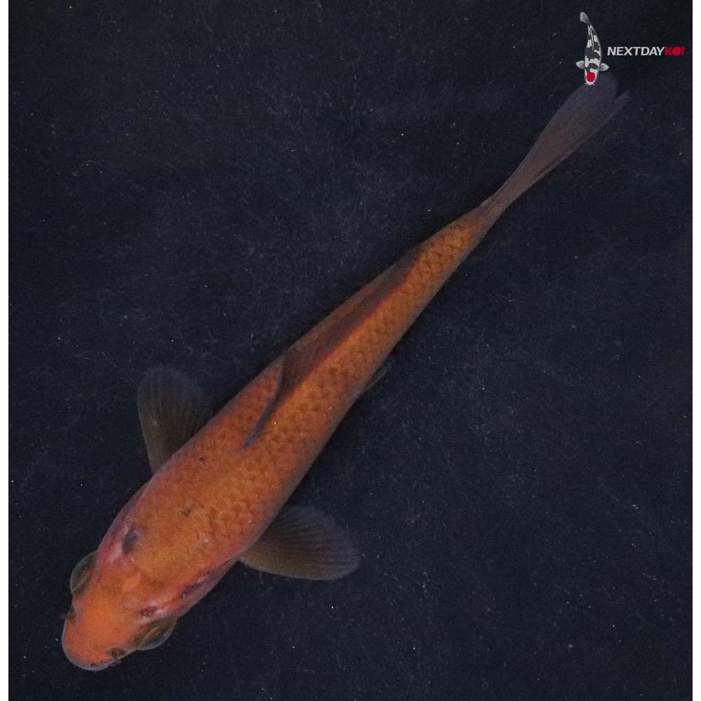 4” Imported Chagoi