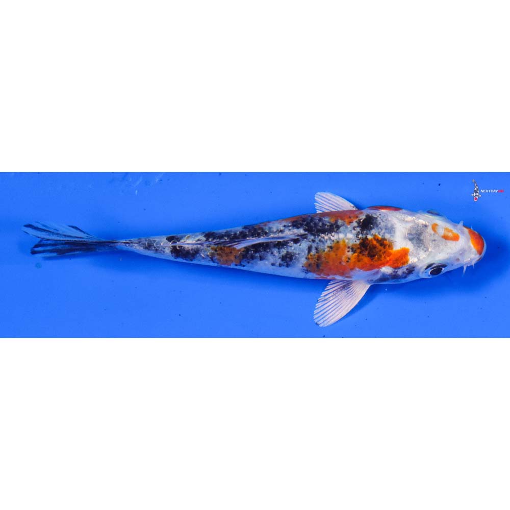 4” Imported Yamato Nishiki