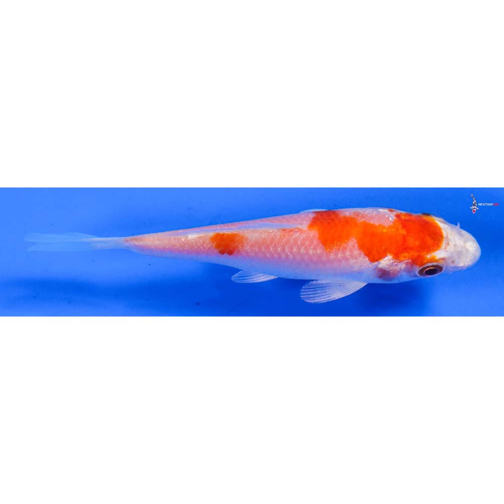 4” Imported Hariwake