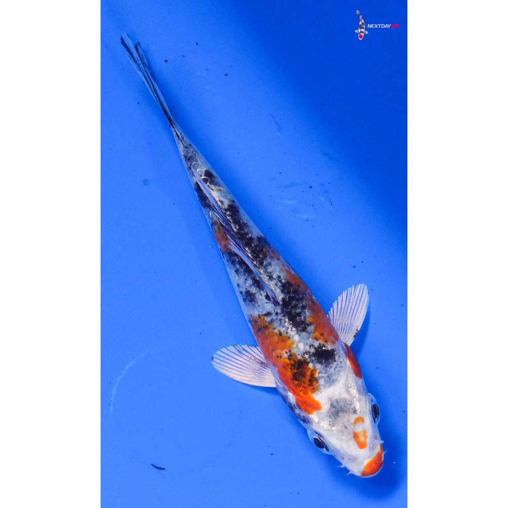 4” Imported Yamato Nishiki