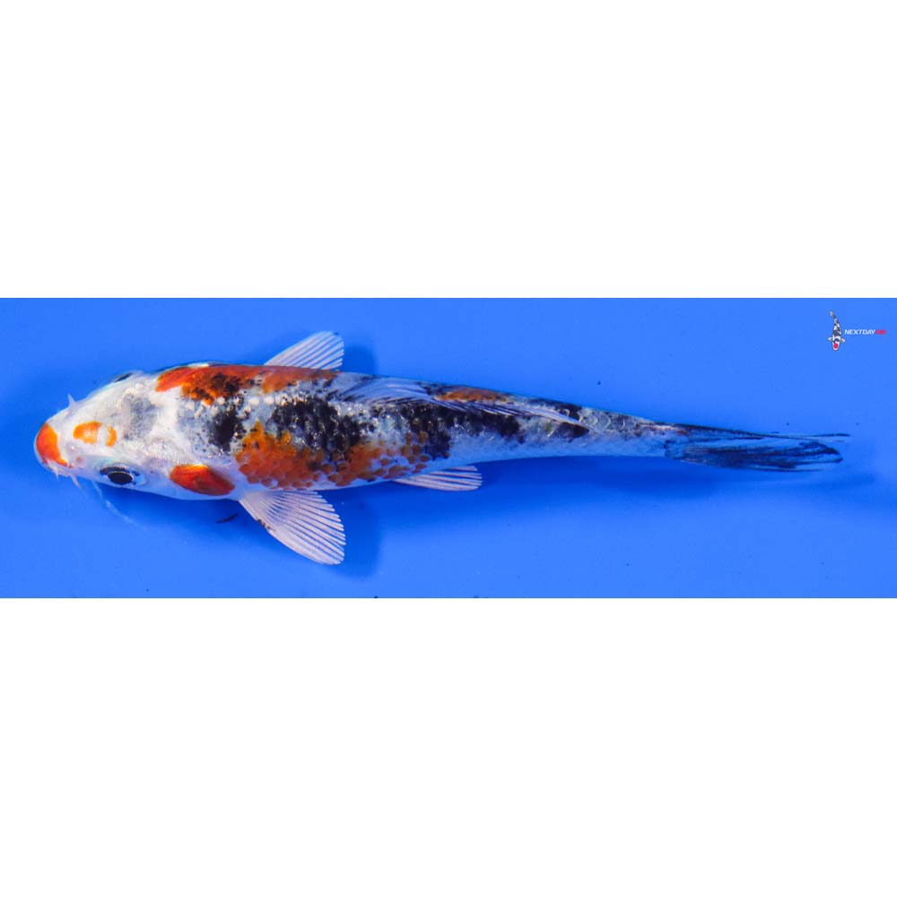 4” Imported Yamato Nishiki