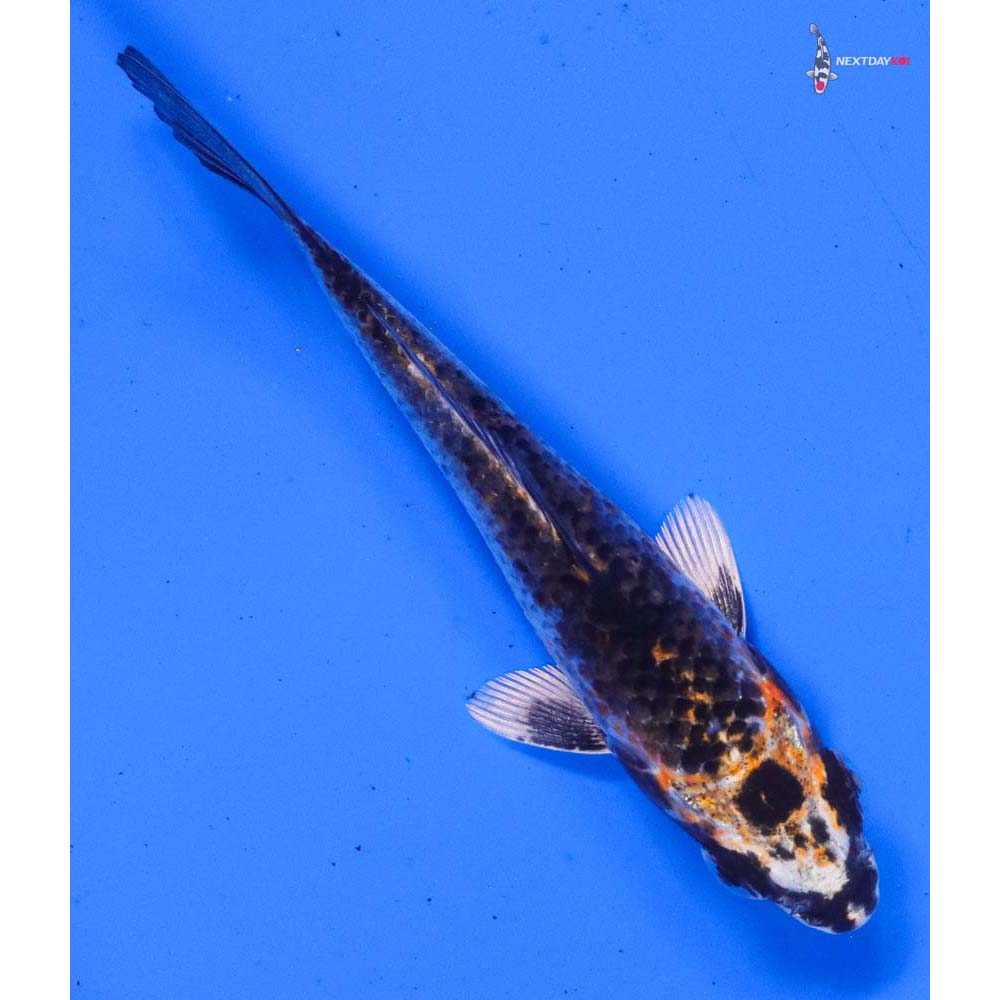 4” Imported Kujaku