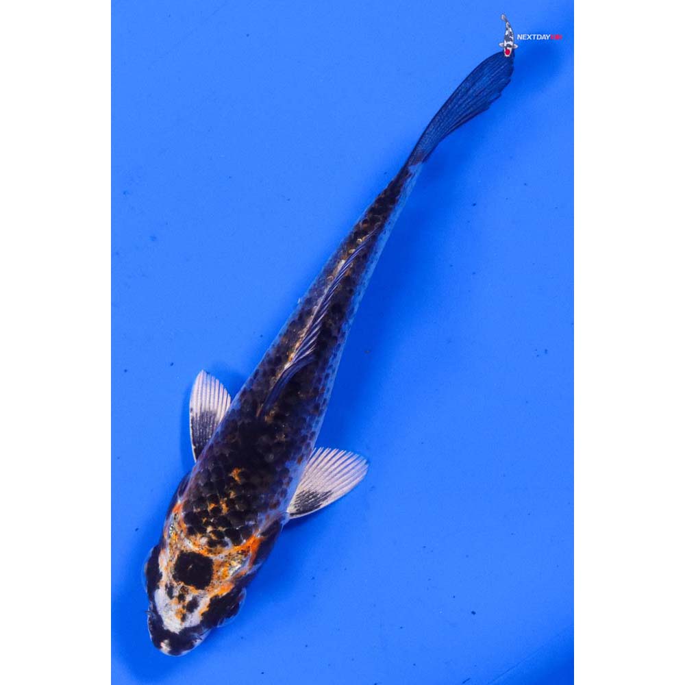 4” Imported Kujaku