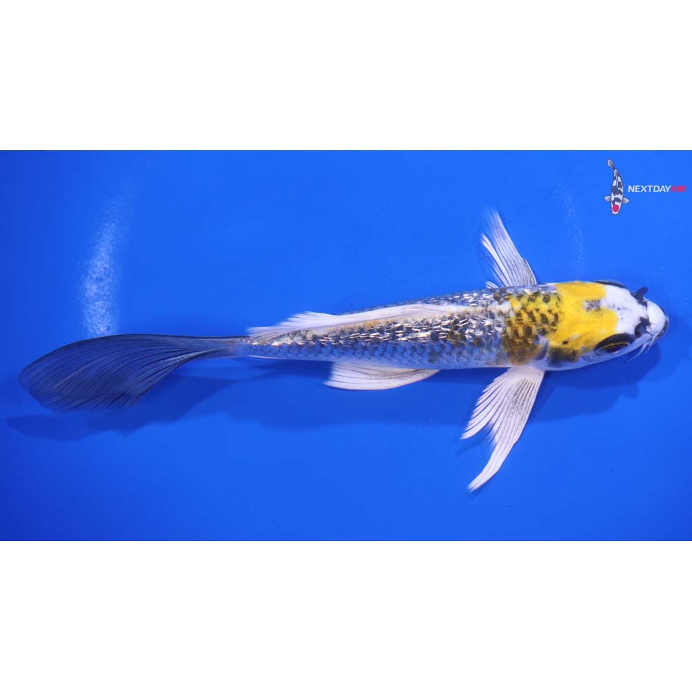 6” Imported Gin Rin Kujaku Butterfly Koi
