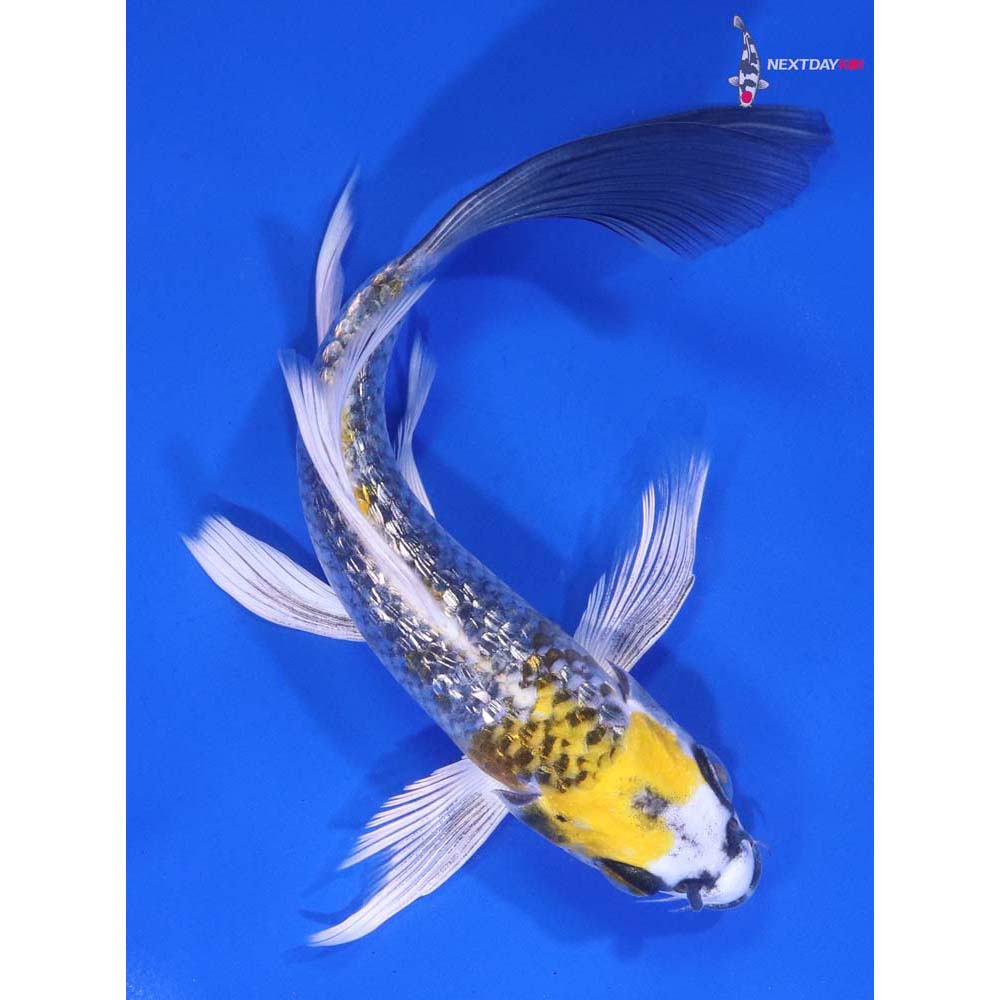 6” Imported Gin Rin Kujaku Butterfly Koi