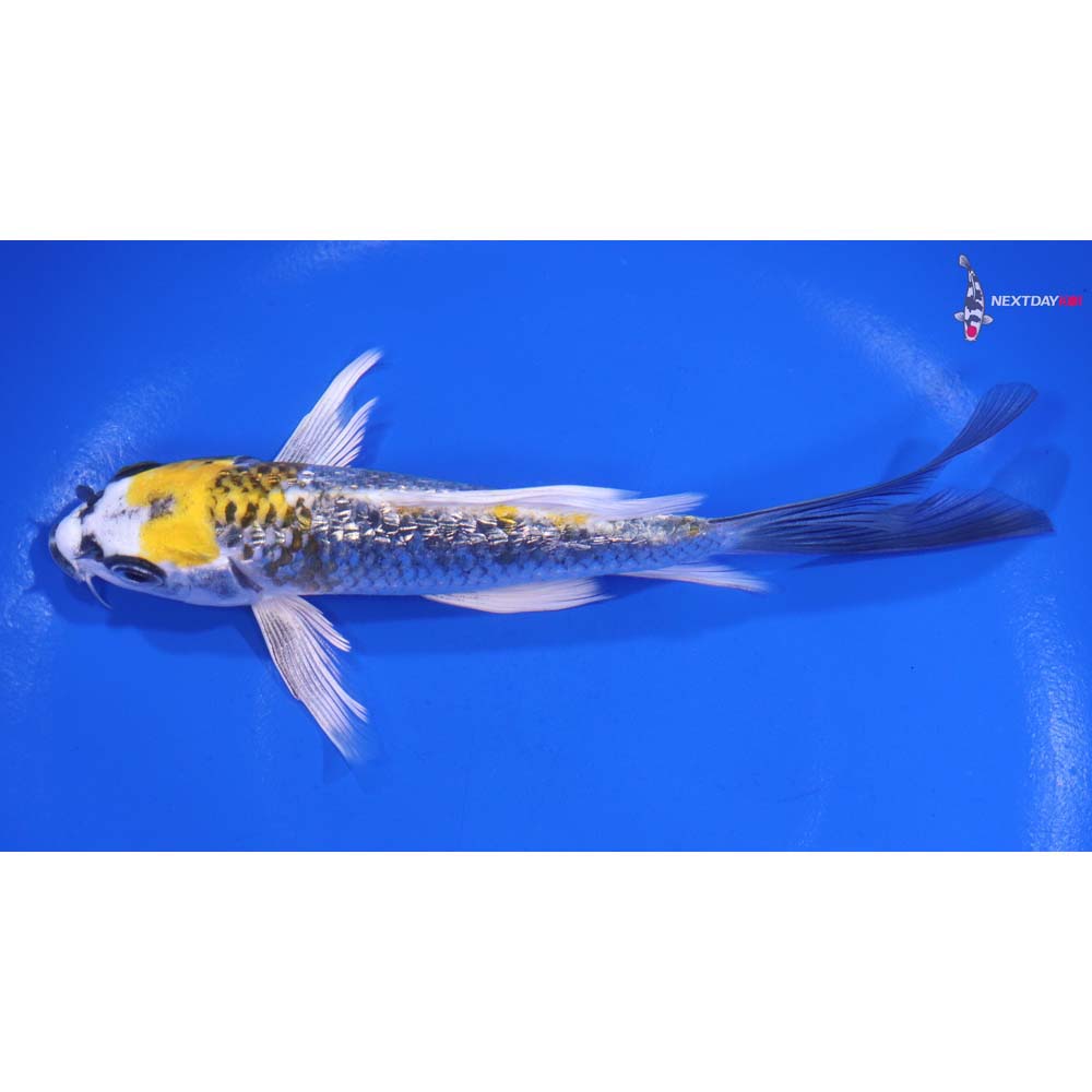 6” Imported Gin Rin Kujaku Butterfly Koi