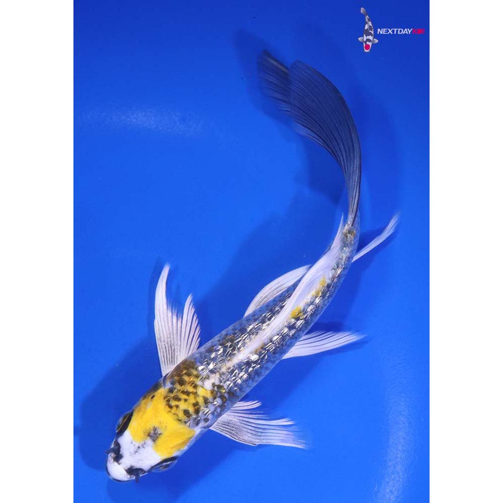 6” Imported Gin Rin Kujaku Butterfly Koi