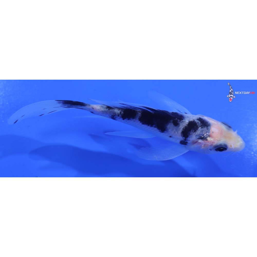 4” Imported Shiro Bekko Butterfly Koi