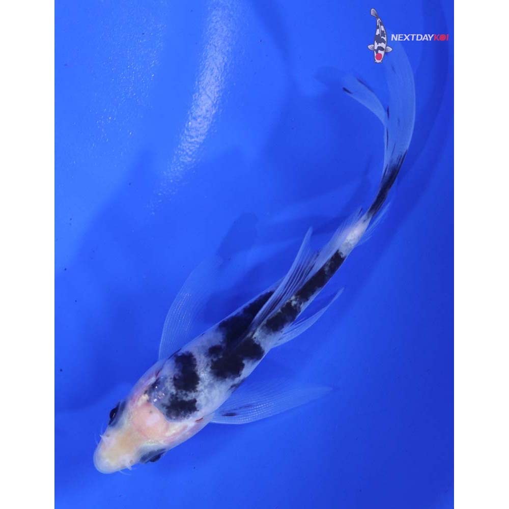 4” Imported Shiro Bekko Butterfly Koi