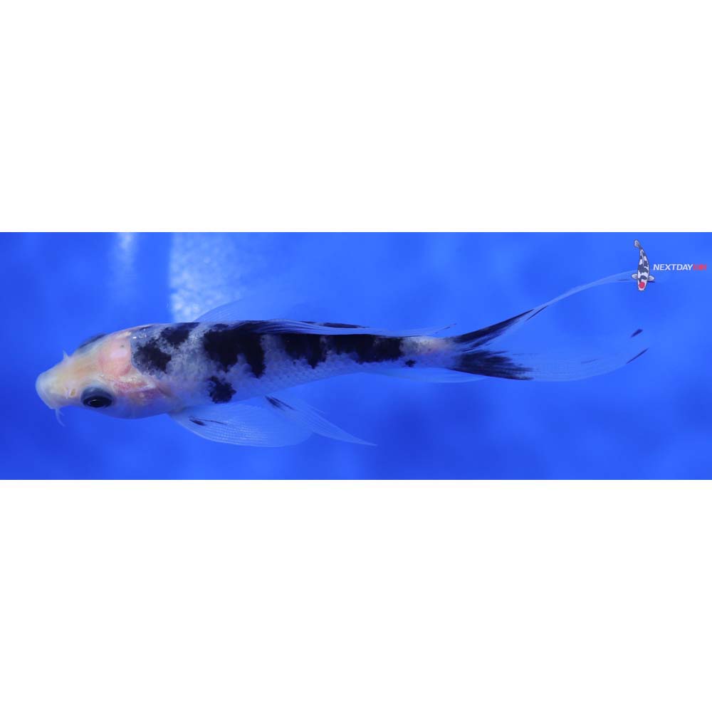 4” Imported Shiro Bekko Butterfly Koi