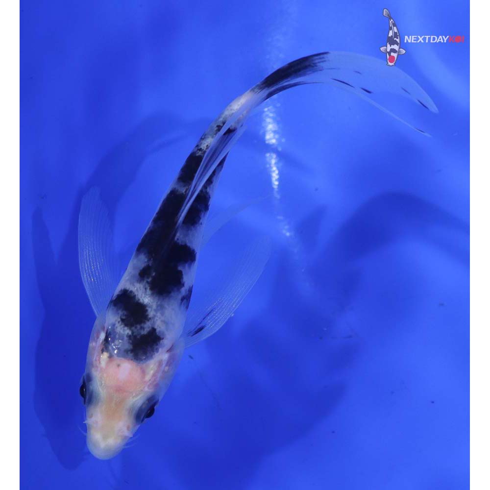 4” Imported Shiro Bekko Butterfly Koi