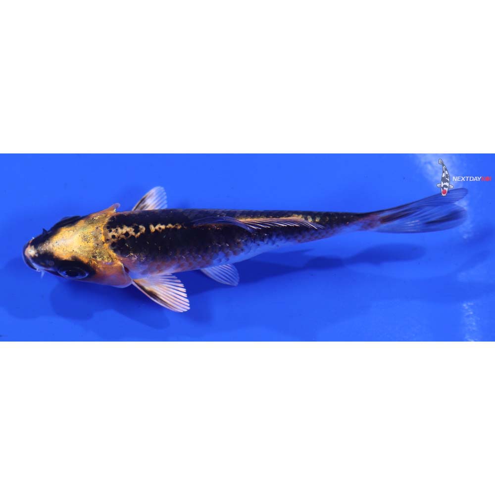 3.5” Imported Kujaku