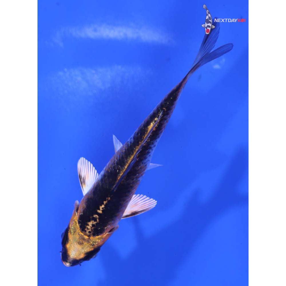 3.5” Imported Kujaku