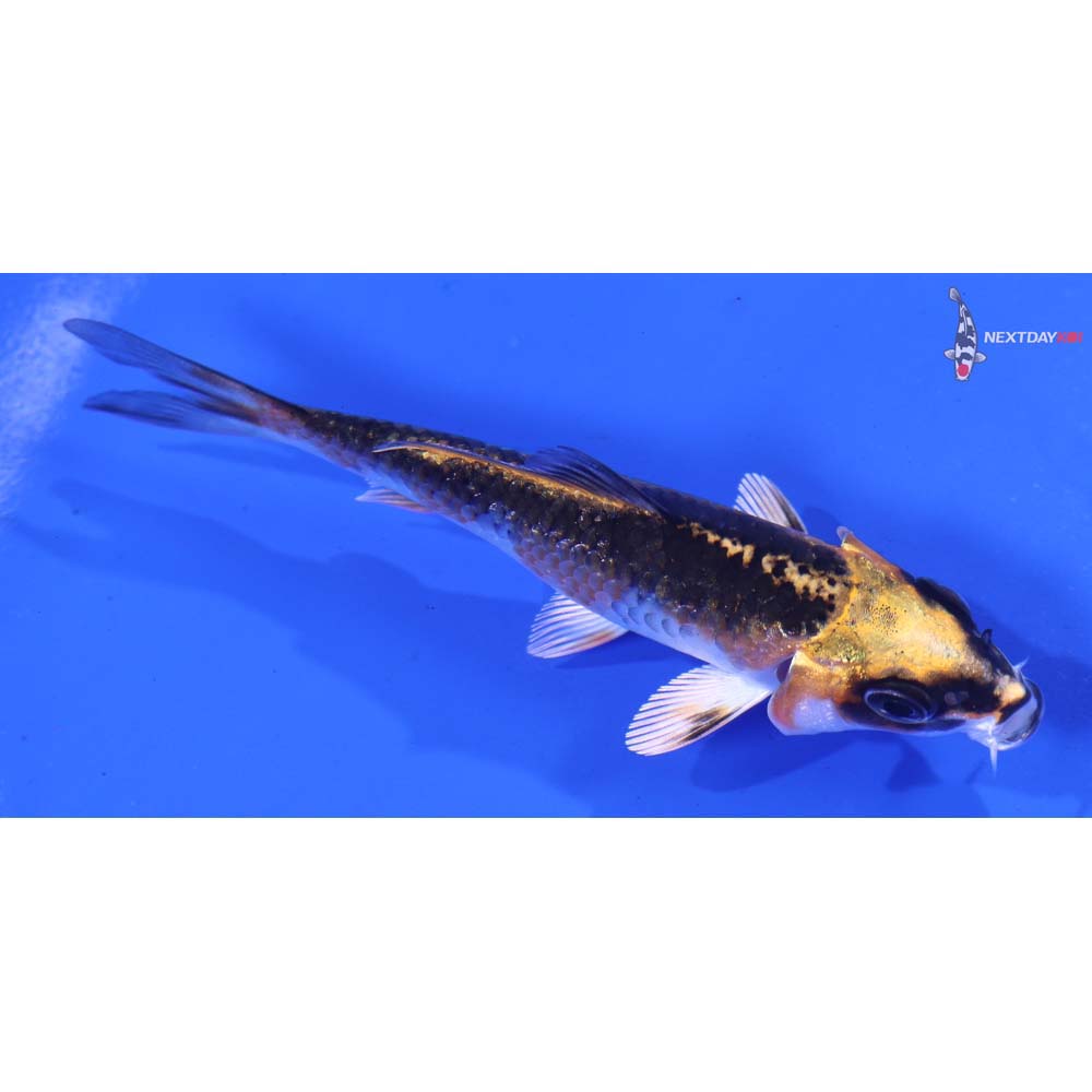 3.5” Imported Kujaku