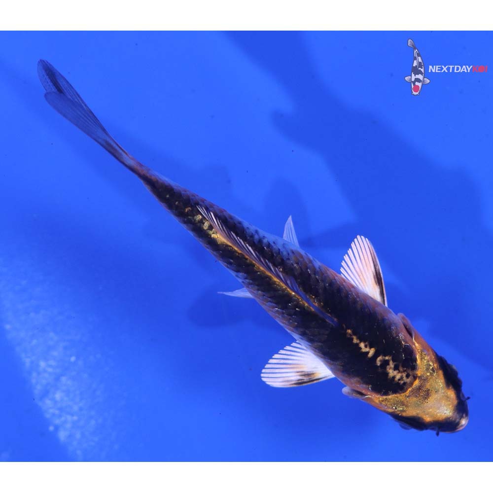 3.5” Imported Kujaku