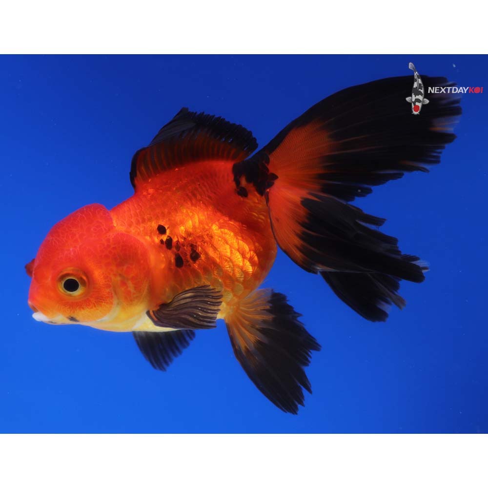 4.5” Imported Red and Black Oranda