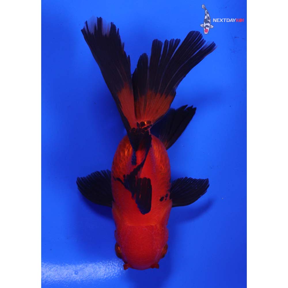 4.5” Imported Red and Black Oranda