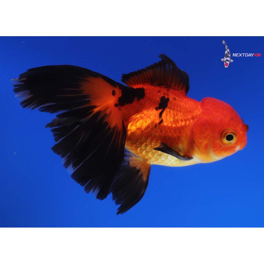 4.5” Imported Red and Black Oranda