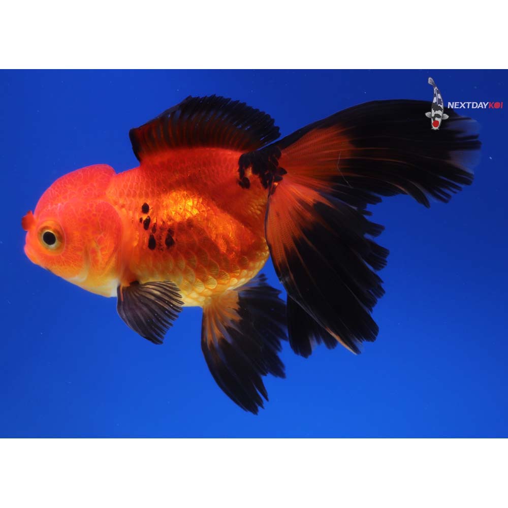 4.5” Imported Red and Black Oranda