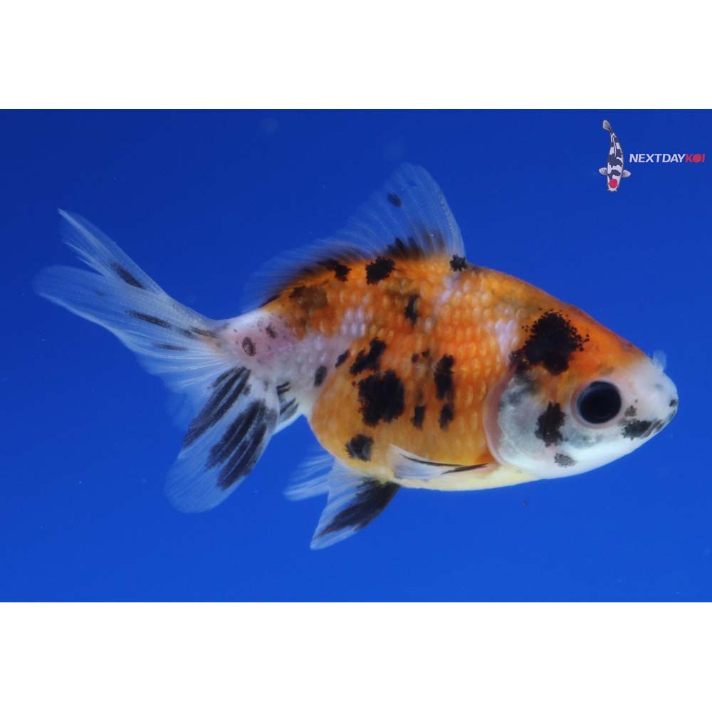 2.5” Imported Calico Pearlscale