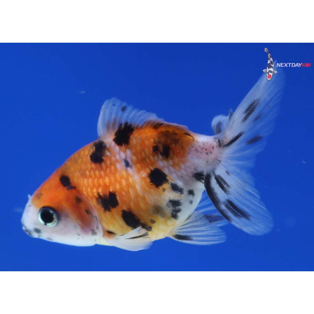 2.5” Imported Calico Pearlscale