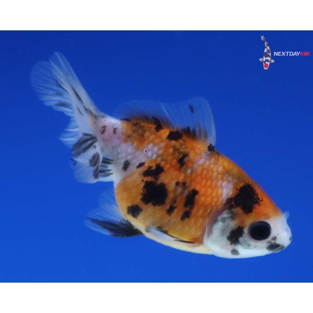 2.5” Imported Calico Pearlscale