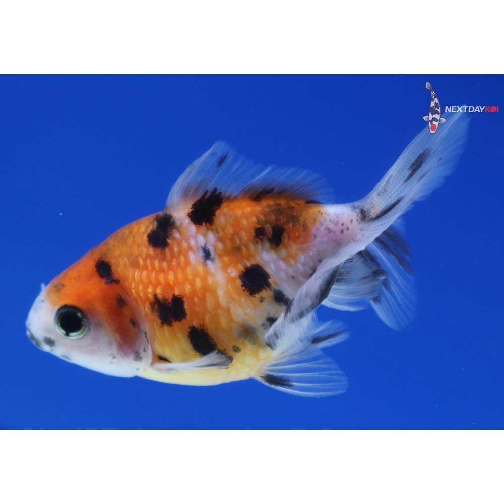 2.5” Imported Calico Pearlscale