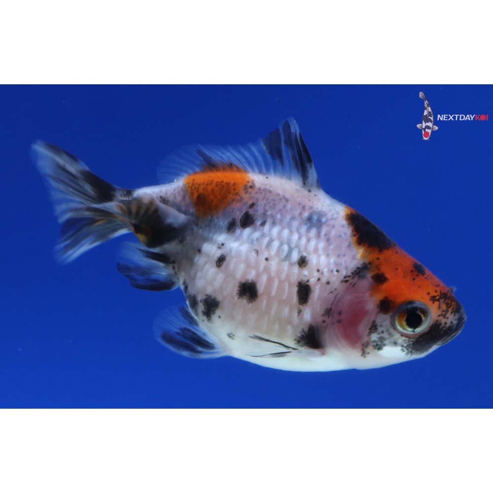 2.5” Imported Calico Pearlscale