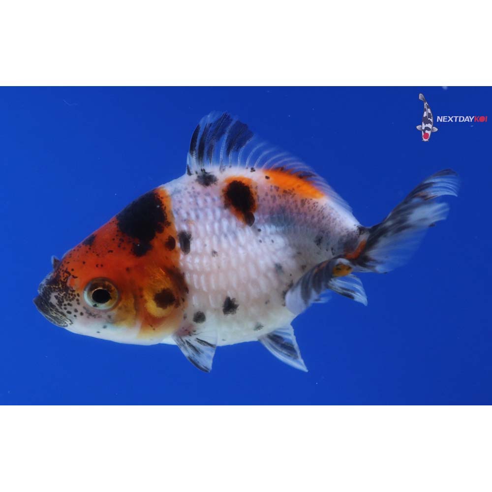 2.5” Imported Calico Pearlscale