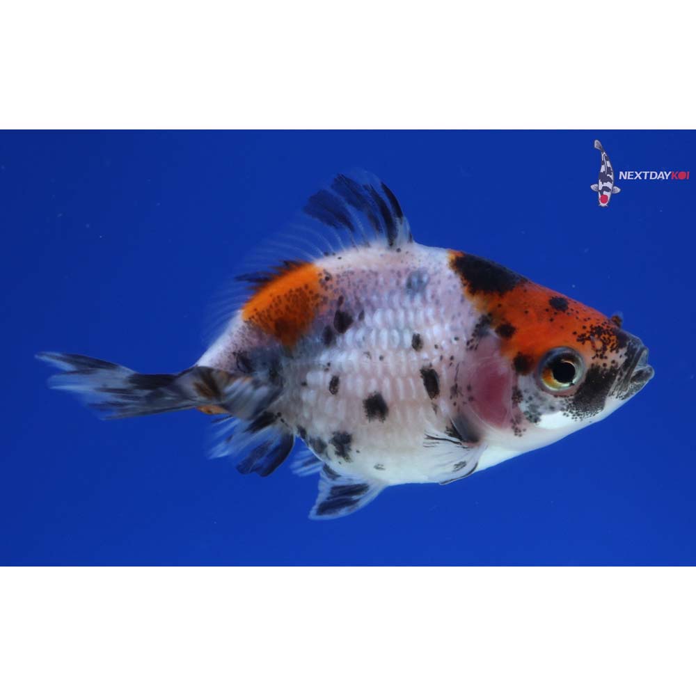 2.5” Imported Calico Pearlscale