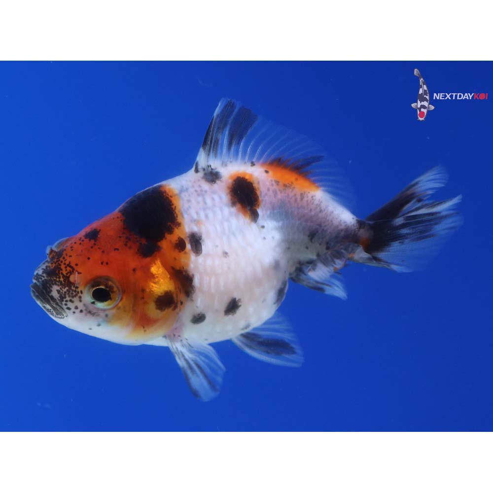 2.5” Imported Calico Pearlscale