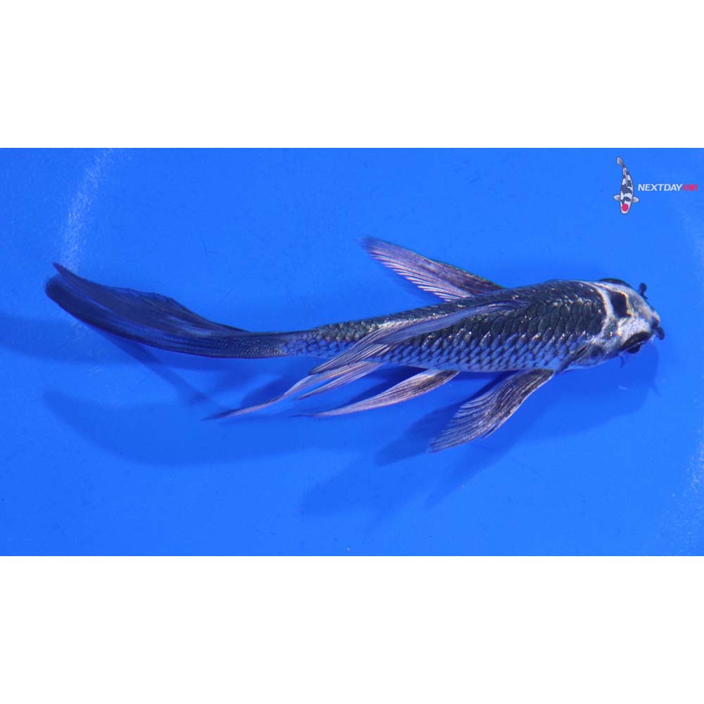 4” Imported Gin Matsuba Butterfly Koi