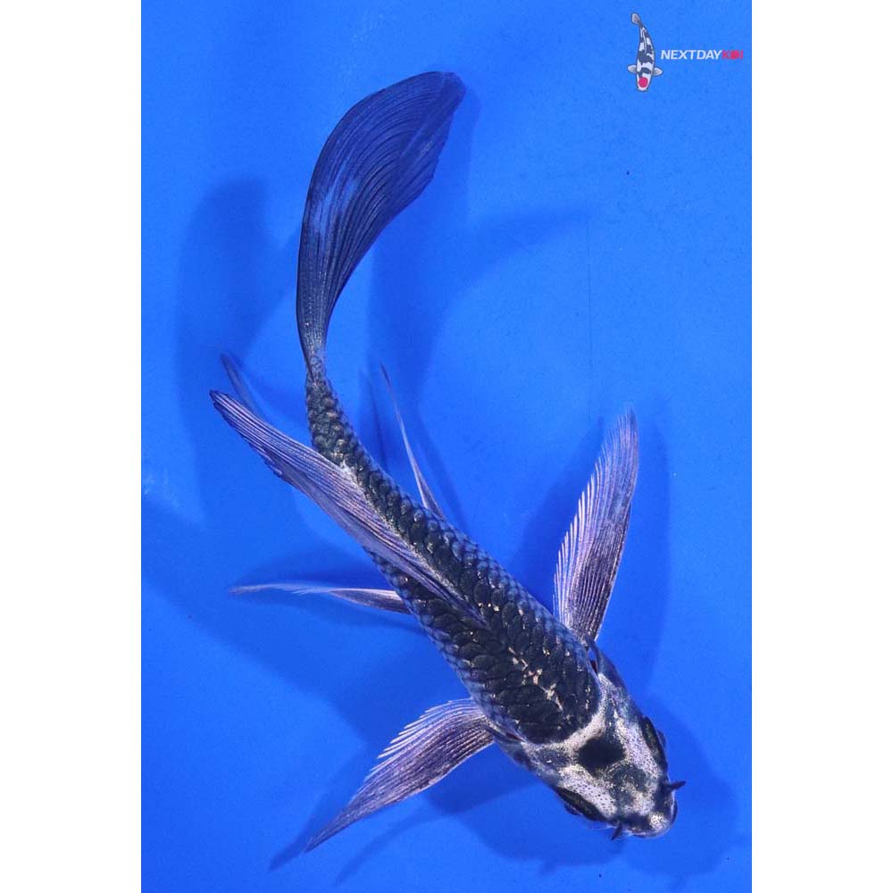 4” Imported Gin Matsuba Butterfly Koi