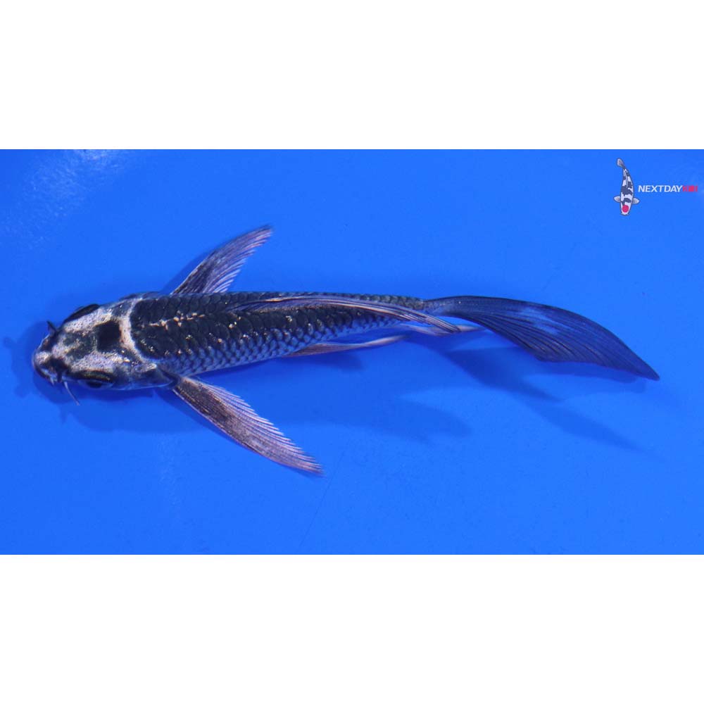 4” Imported Gin Matsuba Butterfly Koi