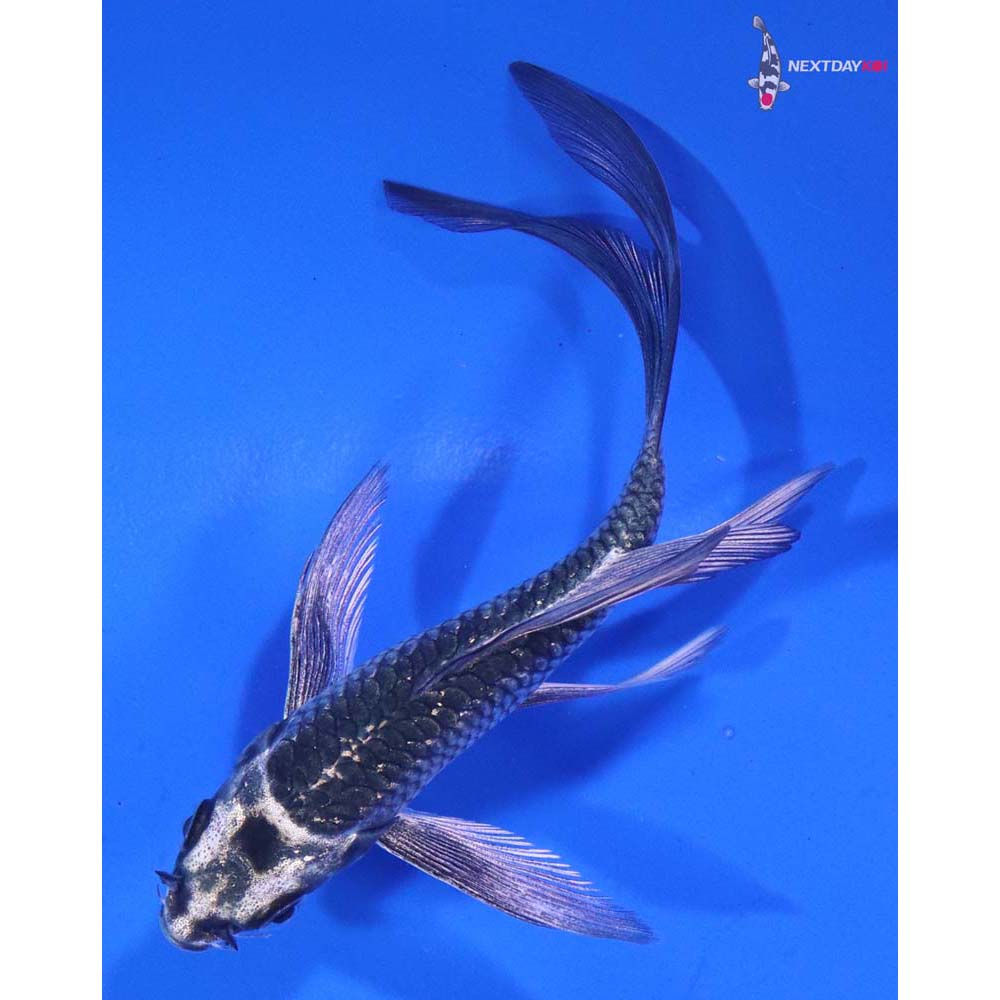 4” Imported Gin Matsuba Butterfly Koi