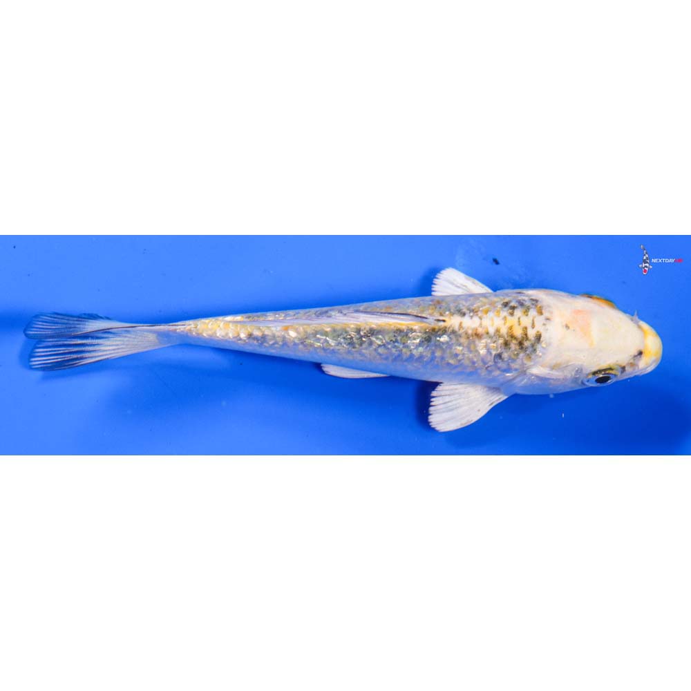 5” Imported Gin Rin Yamato Nishiki