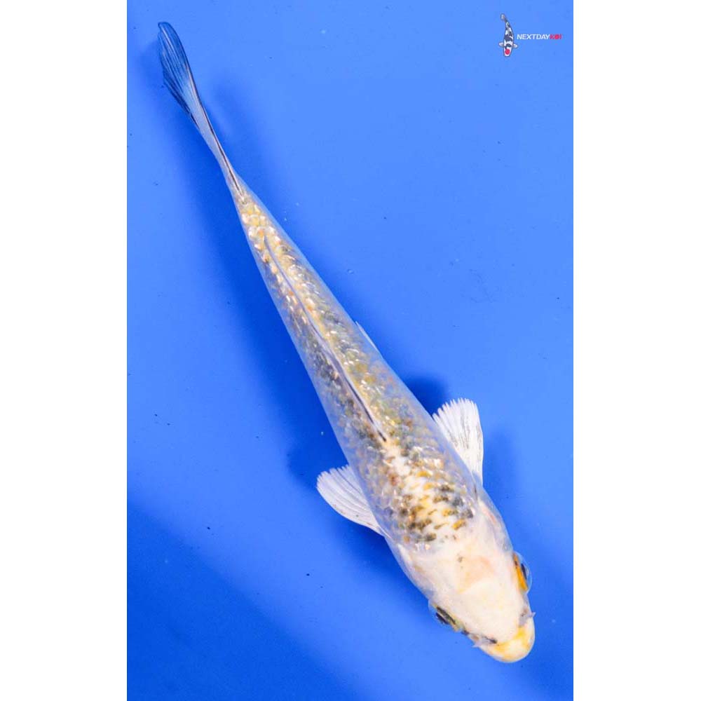 5” Imported Gin Rin Yamato Nishiki