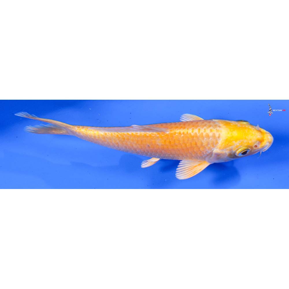 5” Imported Yamabuki Ogon