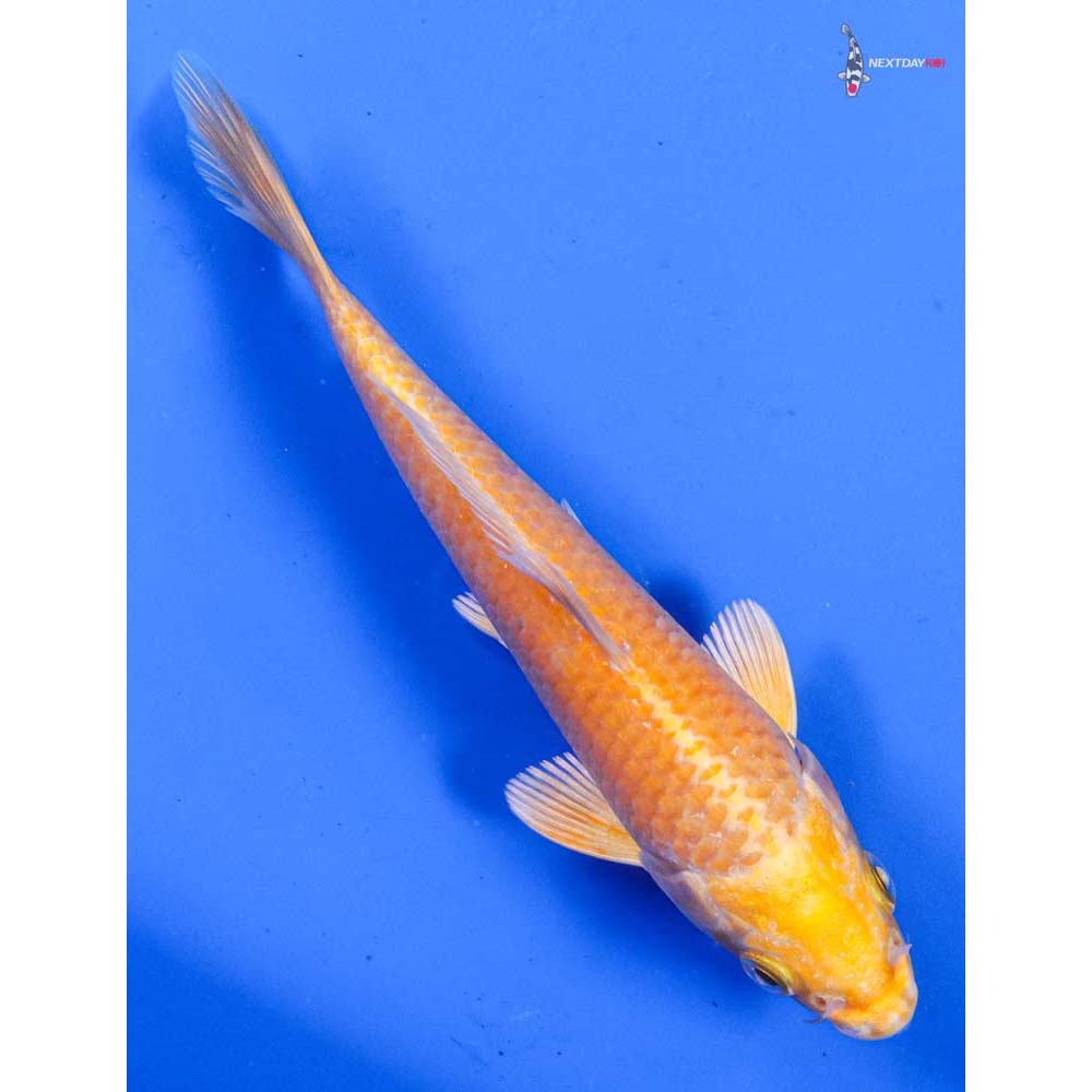 5” Imported Yamabuki Ogon